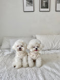Load image into Gallery viewer, Alice Collection - Hairpin