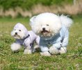 Load image into Gallery viewer, Mesh Coverall SO-OW011