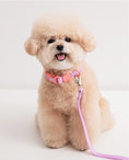 Load image into Gallery viewer, Waterproof Collar (Vivid color)