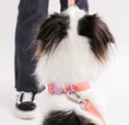 Load image into Gallery viewer, Waterproof Collar (Vivid color)