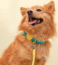 Load image into Gallery viewer, Waterproof Hands-free Leash (Vivid color)