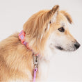 Load image into Gallery viewer, Waterproof Hands-free Leash (Vivid color)