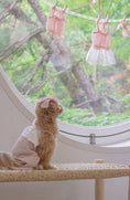 Load image into Gallery viewer, Little Forest All in One