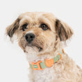 Load image into Gallery viewer, Waterproof Collar (Macaron)