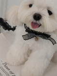 Load image into Gallery viewer, My Favorite Color Collar - Black