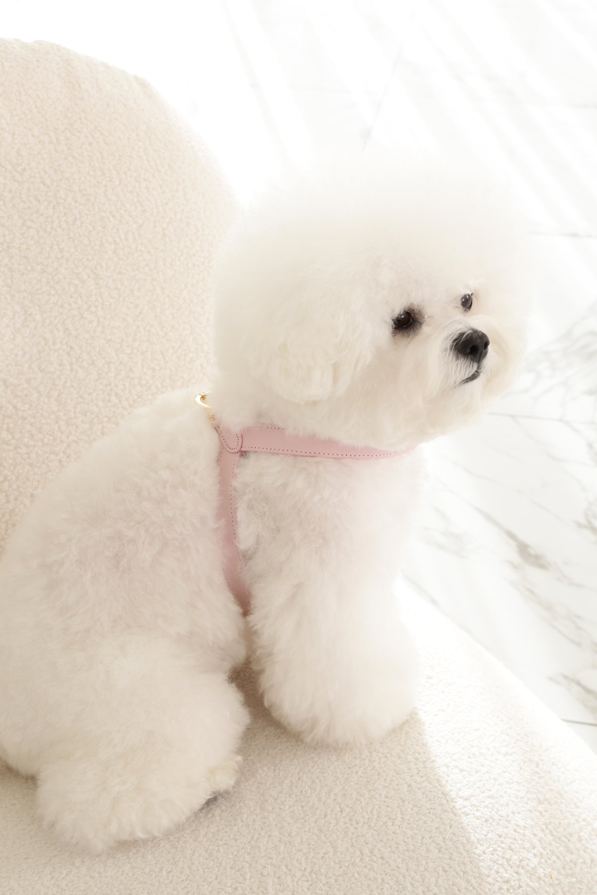 Two Tone Reversible VV Harness