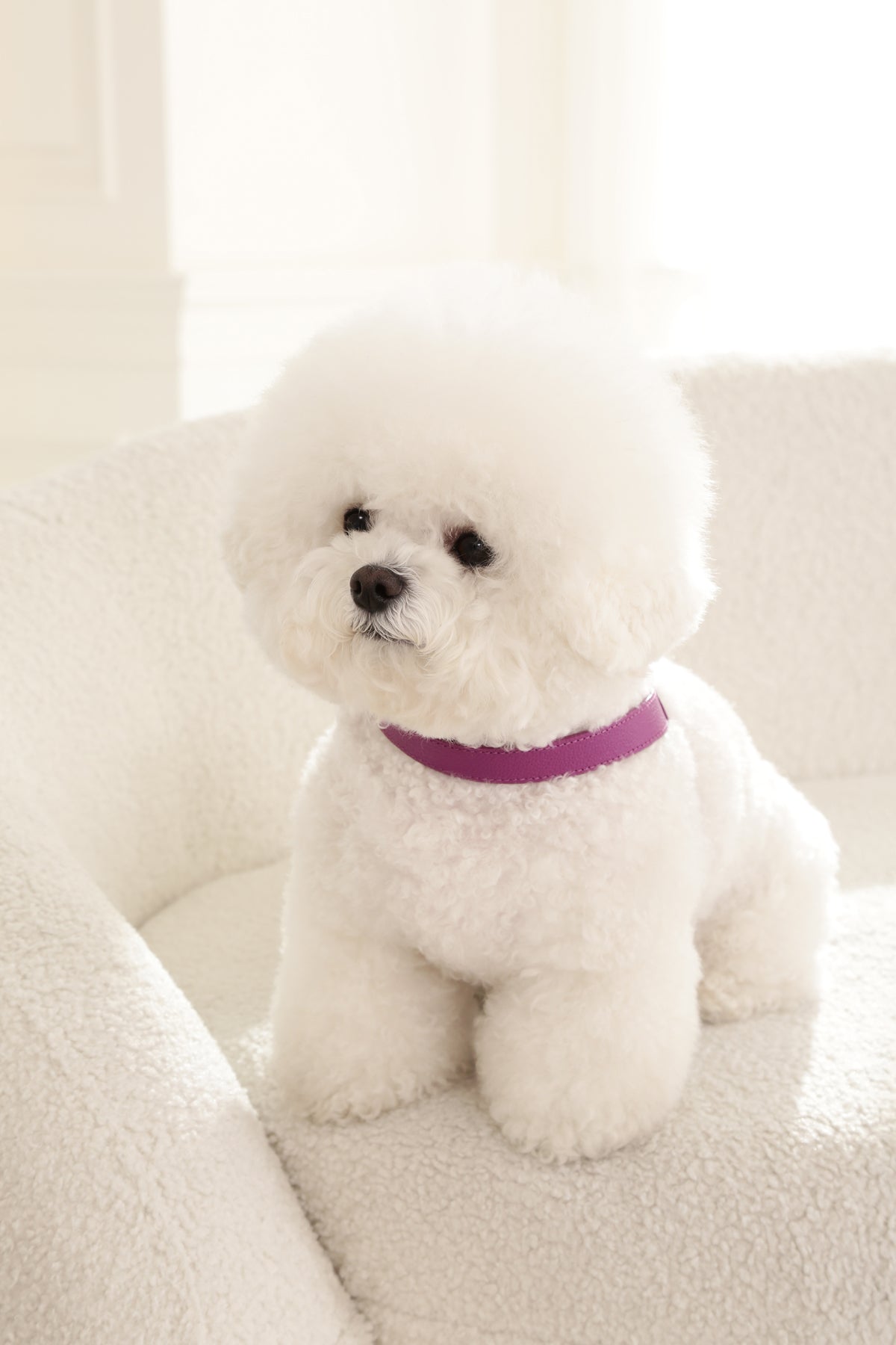 Single Tone VV Harness
