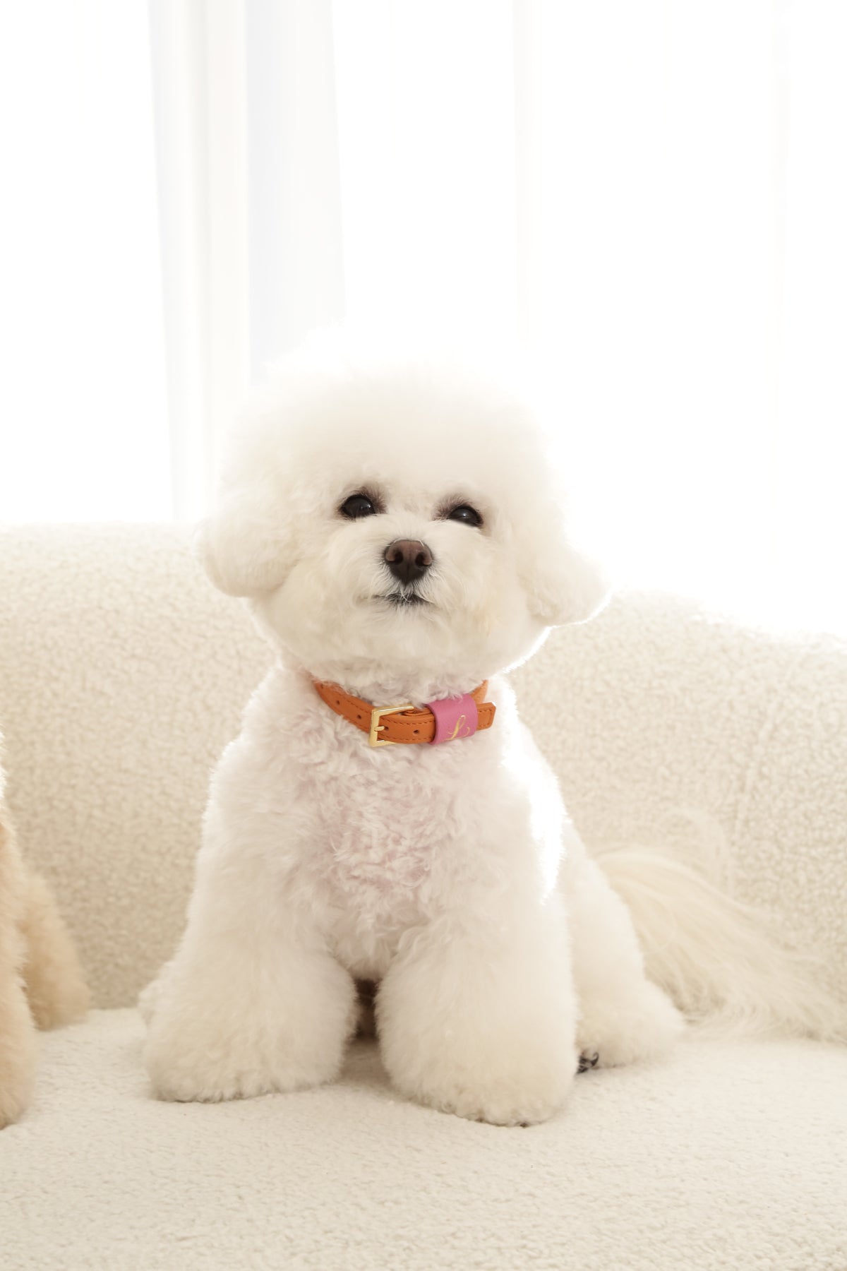 Loving Collar