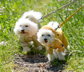 Load image into Gallery viewer, Mesh Coverall SO-OW011