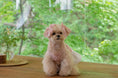 Load image into Gallery viewer, Little Forest Hairpin