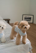 Load image into Gallery viewer, My Favorite Color Sleeveless - Baby Blue