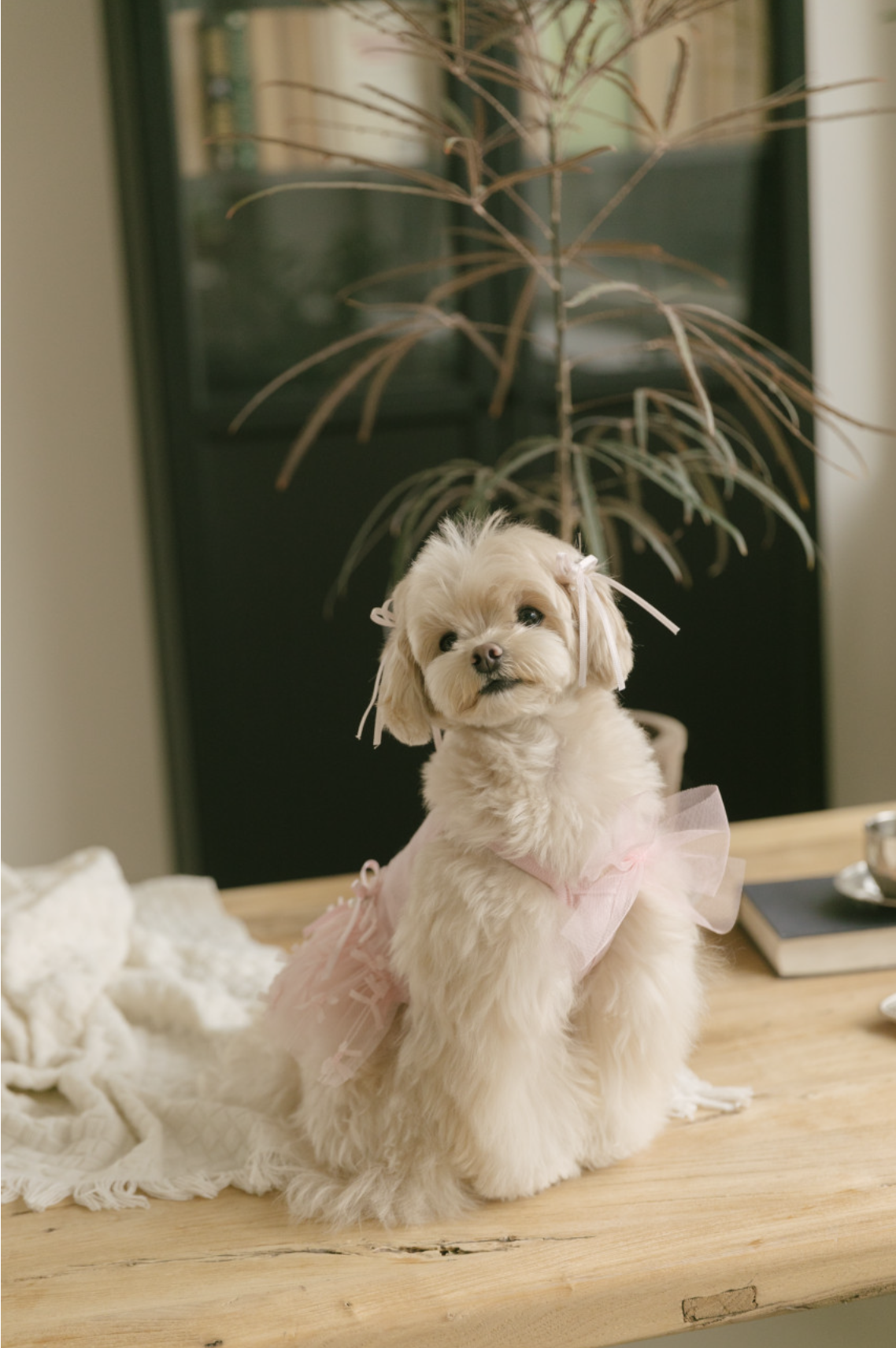 Ballet Core Tutu