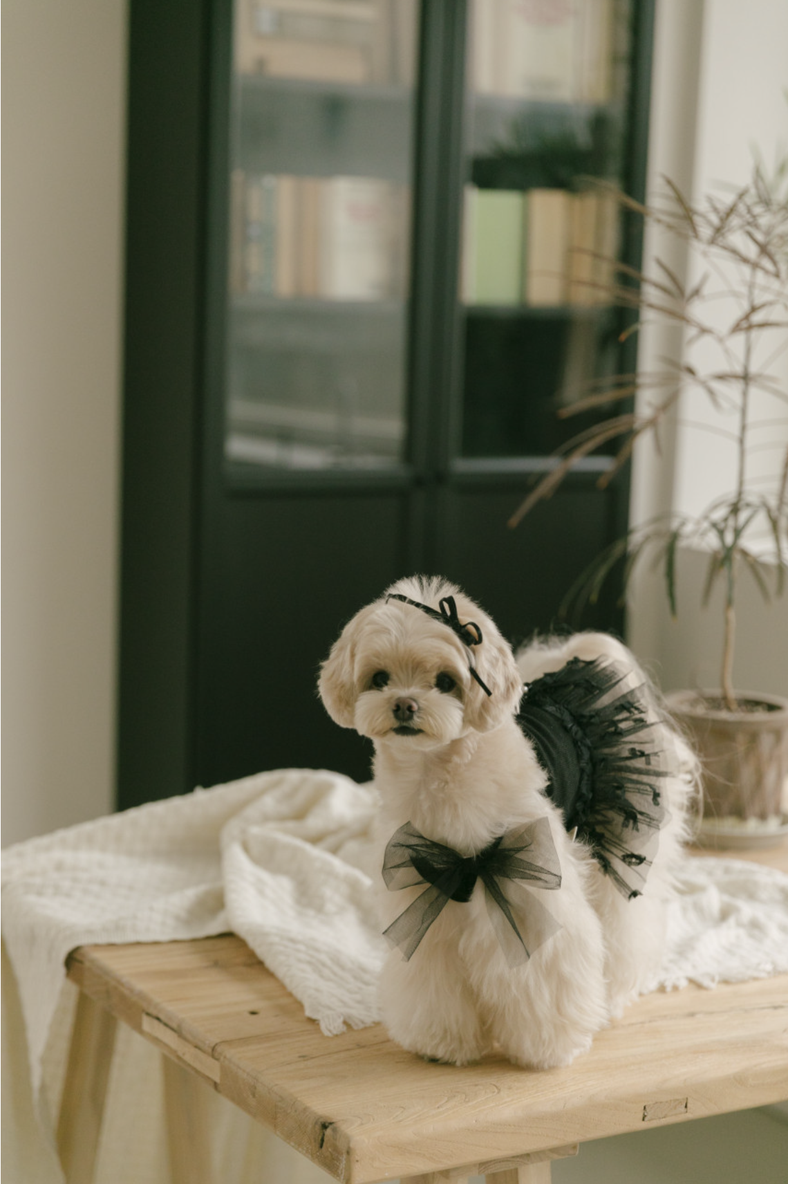 Ballet Core Tutu