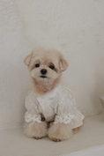 Load image into Gallery viewer, Petals On Drawing Paper Hanbok Blouse