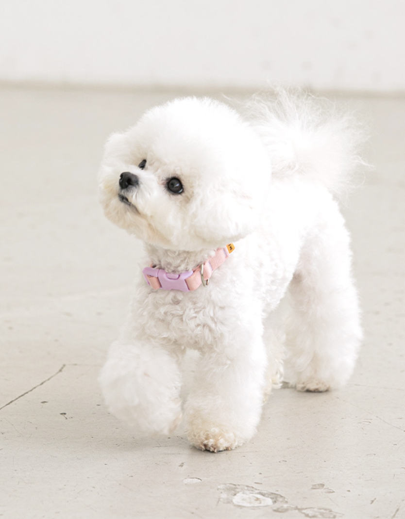 Candy Crayon Collar