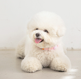 Load image into Gallery viewer, Candy Crayon Collar