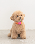 Load image into Gallery viewer, Candy Crayon Collar