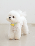 Load image into Gallery viewer, Candy Crayon Collar