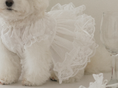 Load image into Gallery viewer, Fall In Love Dress - Pure White