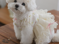 Load image into Gallery viewer, Fall In Love Dress - Lovely Pink