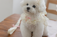 Load image into Gallery viewer, Fall In Love Ice Pocket Harness - Lovely Pink