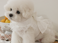 Load image into Gallery viewer, Fall In Love Ice Pocket Harness - Pure White