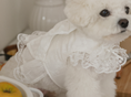 Load image into Gallery viewer, Fall In Love Ice Pocket Harness - Pure White