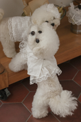 Load image into Gallery viewer, Fall In Love Ice Pocket Harness - Pure White