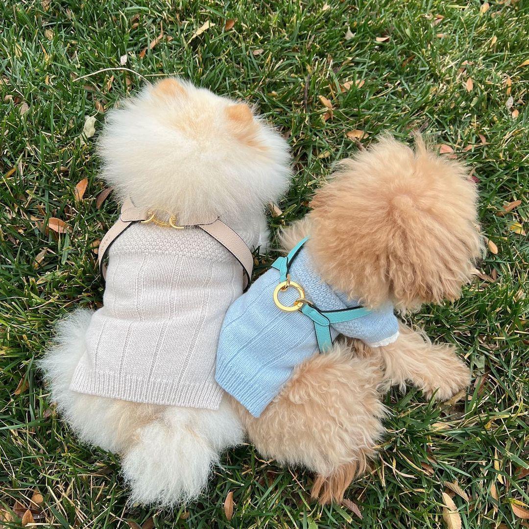 Single Tone VV Harness