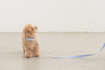 Load image into Gallery viewer, Candy Crayon Leash