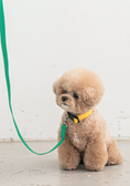 Load image into Gallery viewer, Candy Crayon Leash