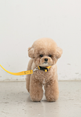 Load image into Gallery viewer, Candy Crayon Leash