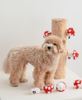 Load image into Gallery viewer, Mushroom Nose-work Toy