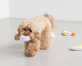 Load image into Gallery viewer, Socks Nosework Toy Set