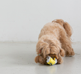Load image into Gallery viewer, Socks Nosework Toy Set