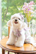 Load image into Gallery viewer, Rose Soufflé All-in-One