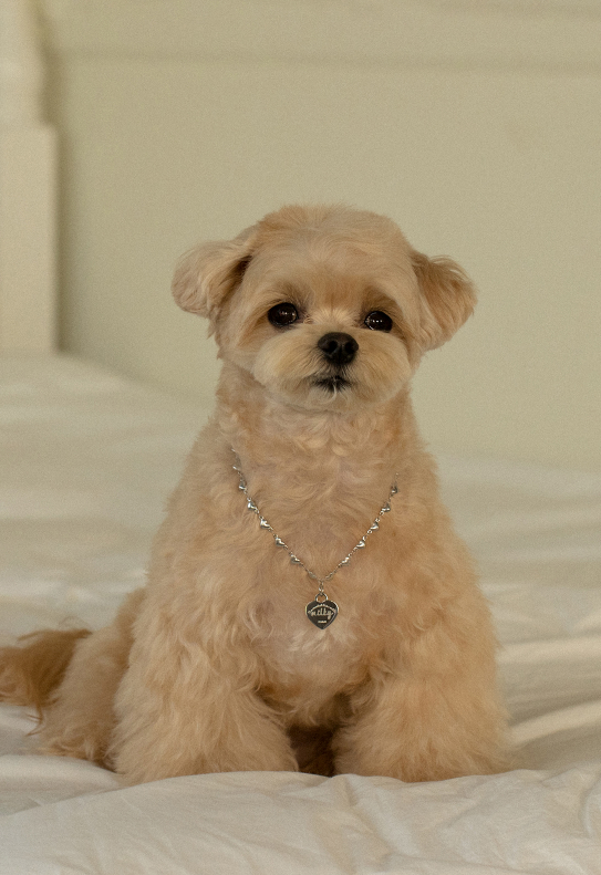Love Daily Necklace