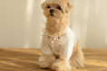 Load image into Gallery viewer, I Love Jelly Pearl Ribbon Necklace