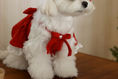 Load image into Gallery viewer, Maranatha Ribbon Dress