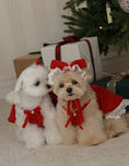 Load image into Gallery viewer, Maranatha Ribbon Bonnet