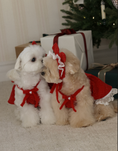Load image into Gallery viewer, Maranatha Ribbon Bonnet