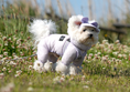 Load image into Gallery viewer, Mesh Coverall SO-OW011