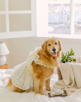 Load image into Gallery viewer, Tinkerbell Dress (S-5XL)