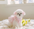 Load image into Gallery viewer, Tinkerbell Dress (S-5XL)