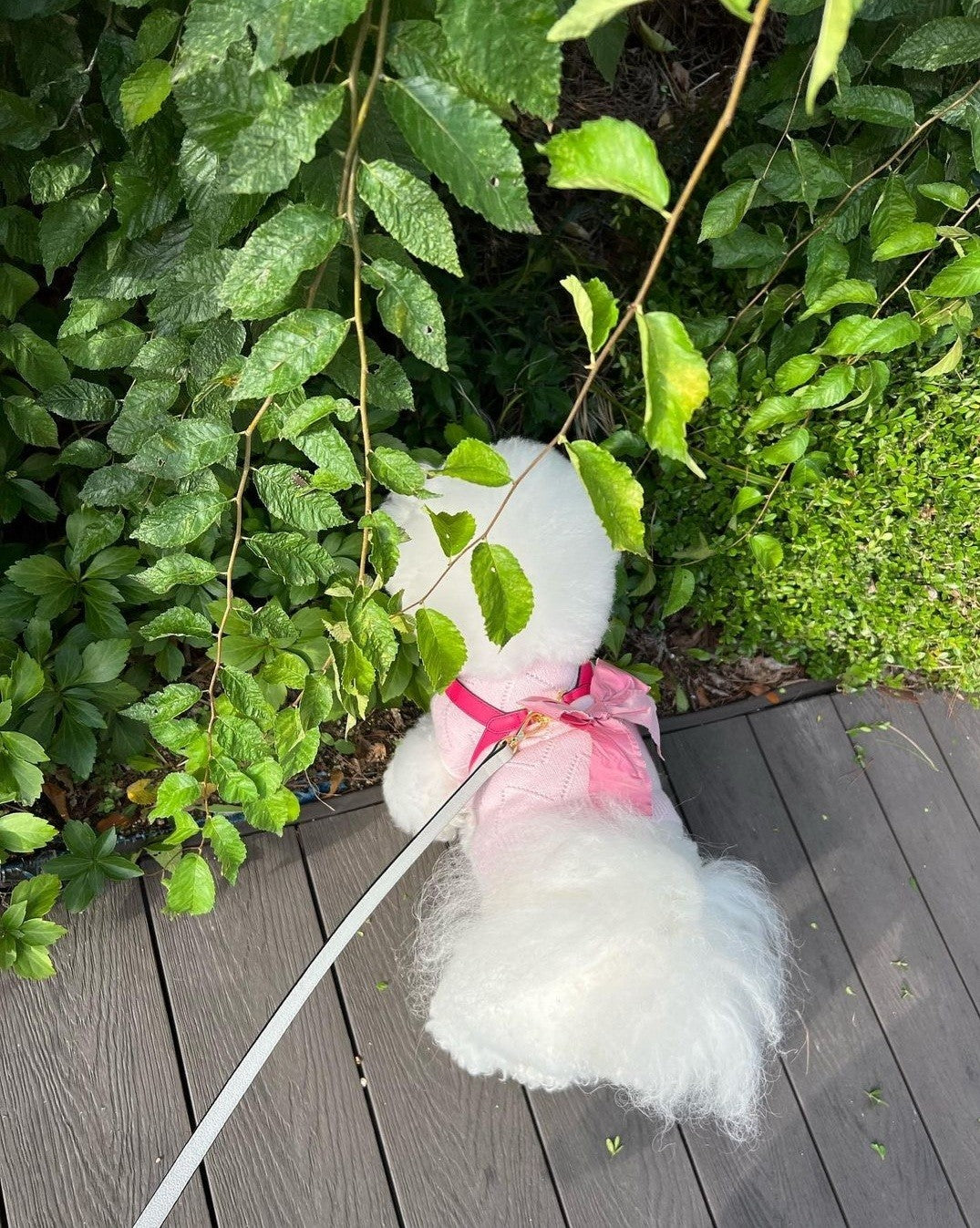 Single Tone VV Harness