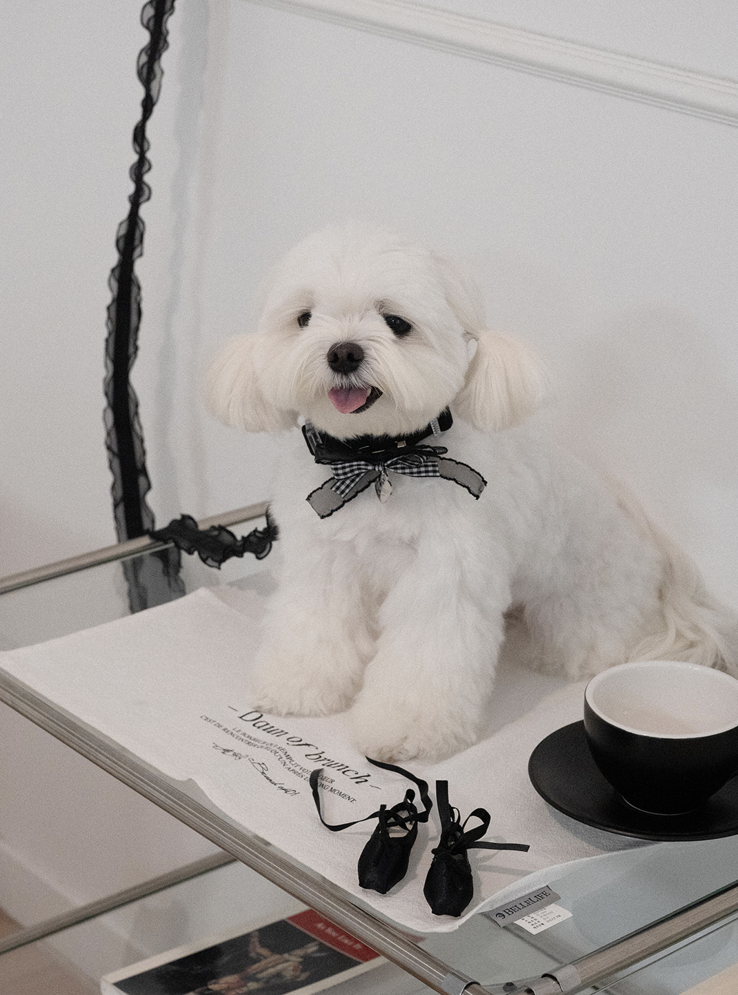 My Favorite Color Collar - Black