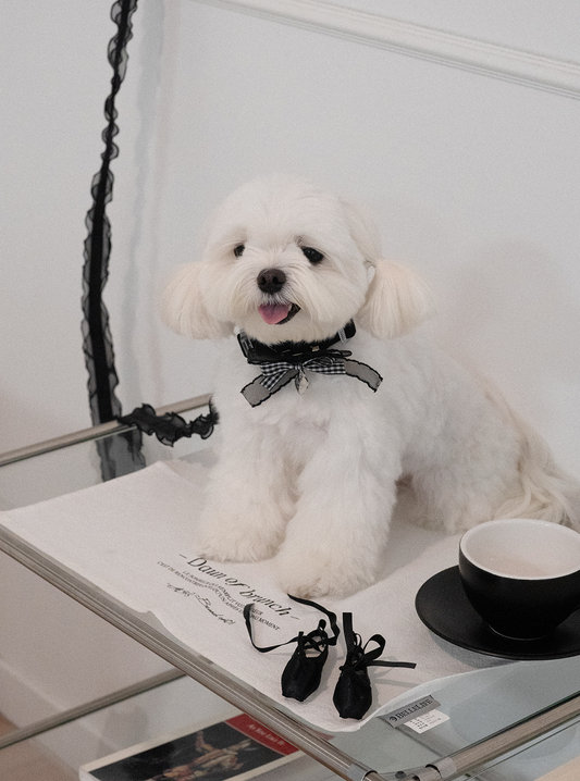 My Favorite Color Collar - Black