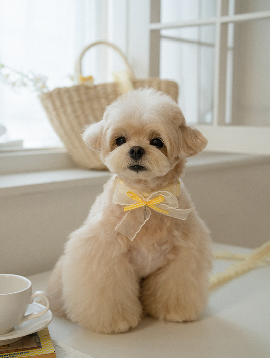 My Favorite Color Collar - Yellow