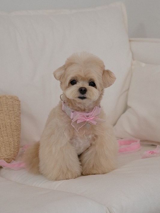 My Favorite Color Collar - Pink