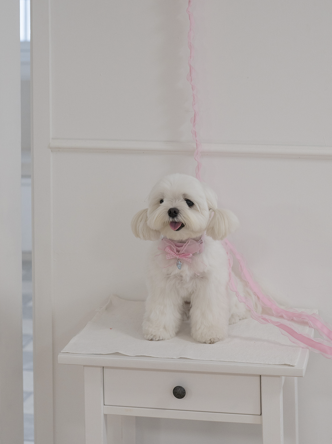 My Favorite Color Leash - Pink